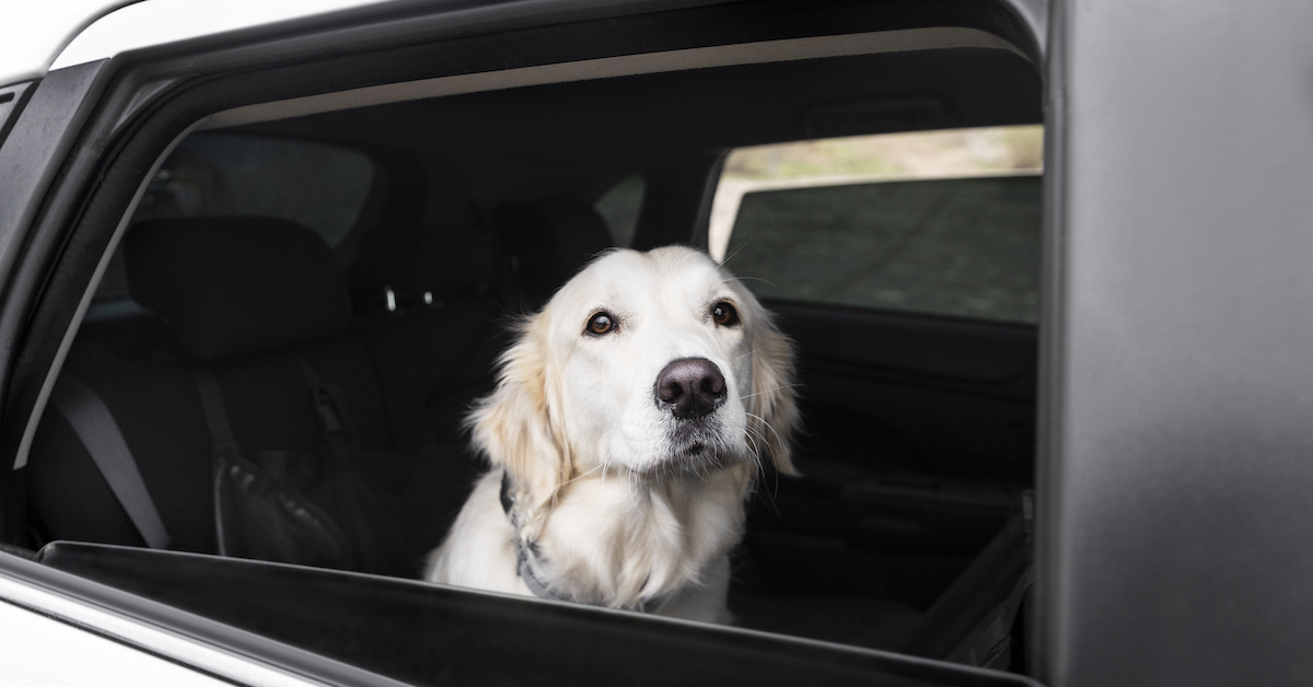10 Signs that Your Dog Hates Car Rides (And What to Do About It)